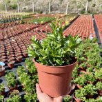 Vrbica vŕbolistá (Lythrum salicaria) – výška 10–15 cm, kont. C2L
